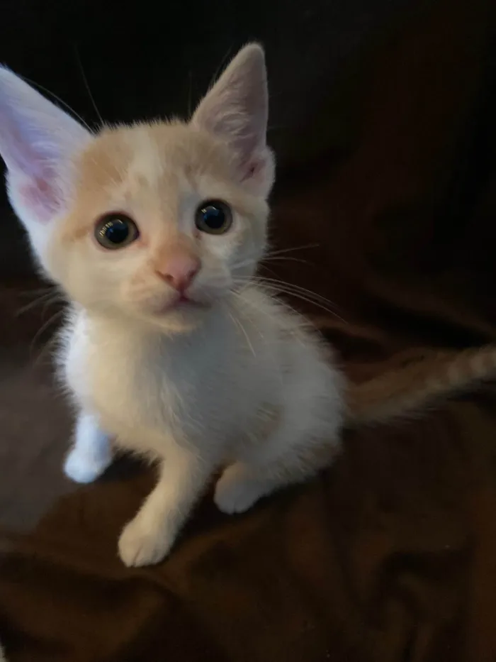 Gato raça SRD-ViraLata idade Abaixo de 2 meses nome Sheldon