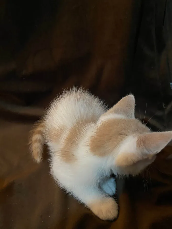 Gato raça SRD-ViraLata idade Abaixo de 2 meses nome Sheldon