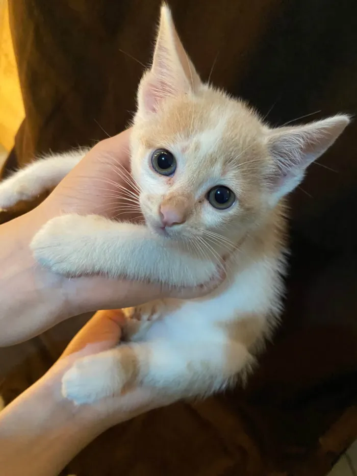 Gato raça SRD-ViraLata idade Abaixo de 2 meses nome Sheldon