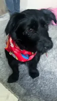 Snoopy 