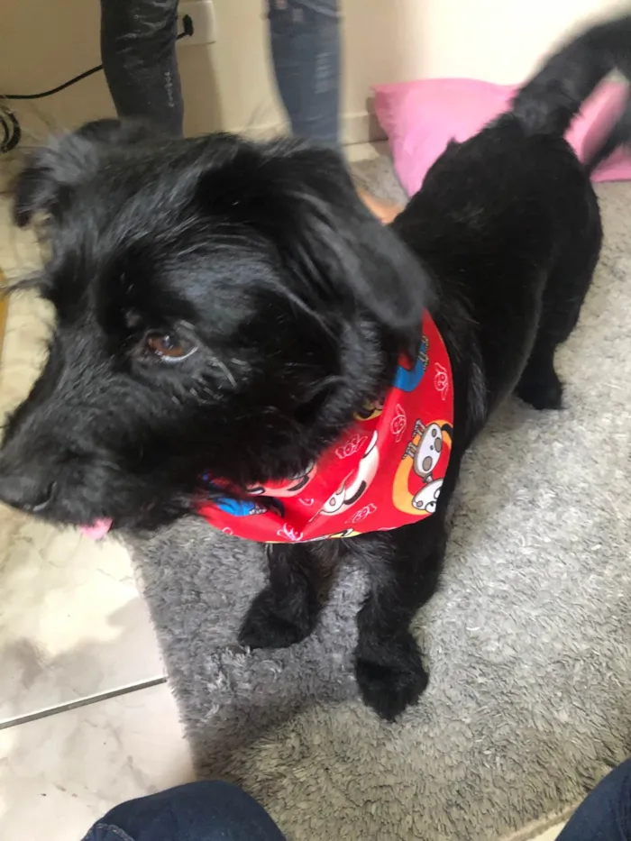 Cachorro ra a Labrador/yorkshire  idade 5 anos nome Snoopy 