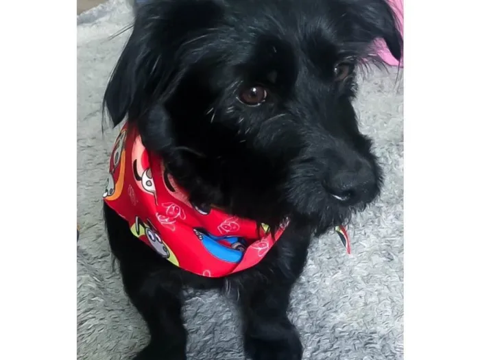 Cachorro ra a Labrador/yorkshire  idade 5 anos nome Snoopy 