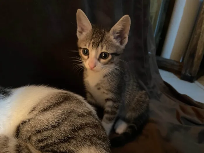 Gato raça SRD-ViraLata idade Abaixo de 2 meses nome Rajesh