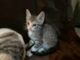 Rajesh