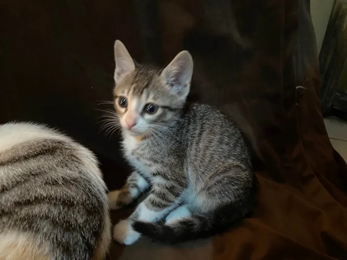 Gato raça SRD-ViraLata idade Abaixo de 2 meses nome Rajesh