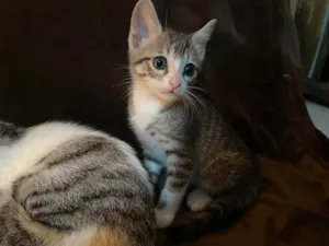Gato raça SRD-ViraLata idade Abaixo de 2 meses nome Rajesh