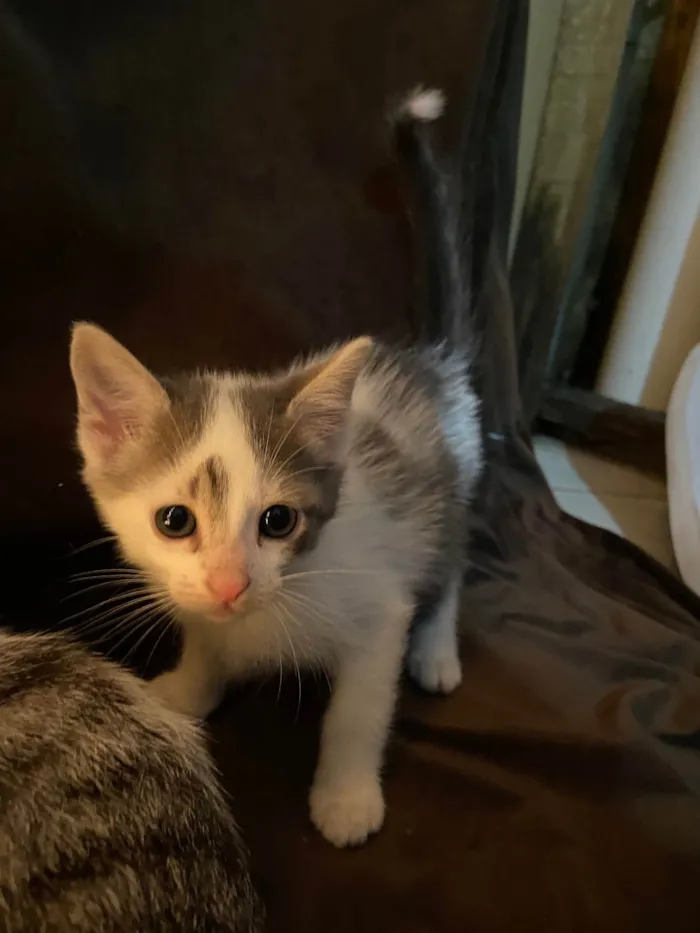 Gato raça SRD-ViraLata idade Abaixo de 2 meses nome Leonard