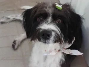 Cachorro raça SRD-ViraLata idade 1 ano nome FLOQUIM