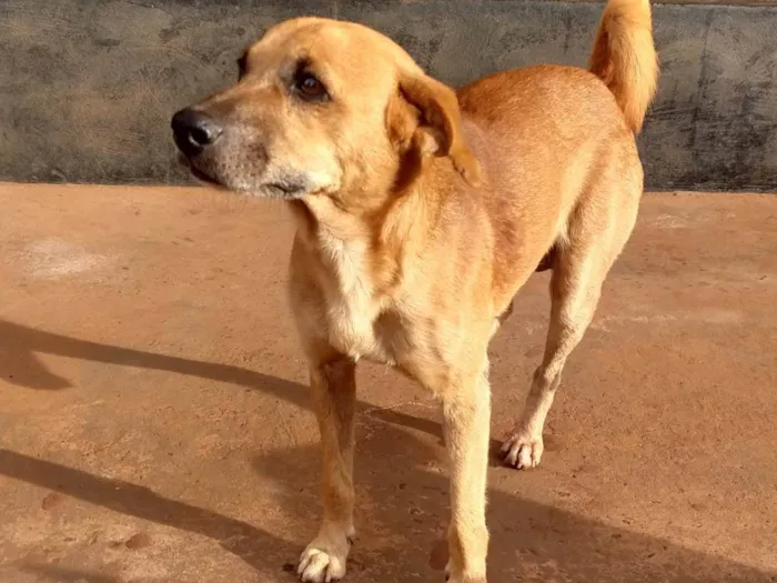 Cachorro ra a SRD-ViraLata idade 4 anos nome Caramelo