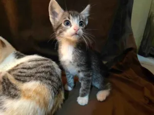 Gato raça SRD-ViraLata idade Abaixo de 2 meses nome Penny