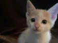 Sheldon