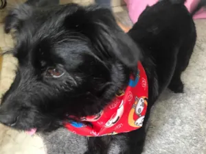 Cachorro raça Labrador/yorkshire  idade 5 anos nome Snoopy 