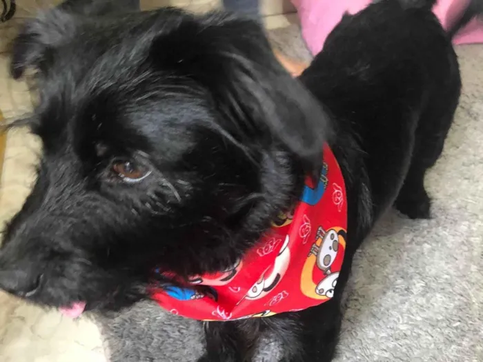 Cachorro ra a Labrador/yorkshire  idade 5 anos nome Snoopy 
