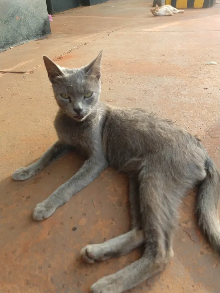 Gato ra a SRD-ViraLata idade 1 ano nome Gatinho