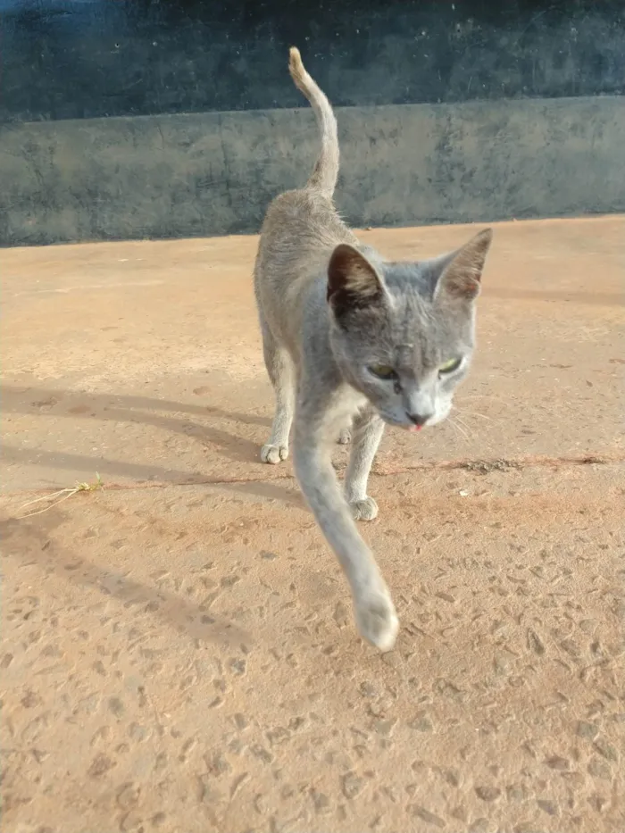 Gato ra a SRD-ViraLata idade 1 ano nome Gatinho