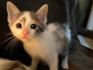 Cachorro raça SRD-ViraLata idade Abaixo de 2 meses nome Leonard