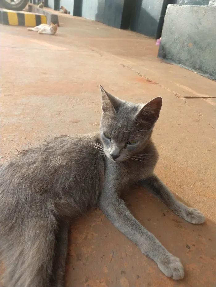 Gato ra a SRD-ViraLata idade 1 ano nome Gatinho