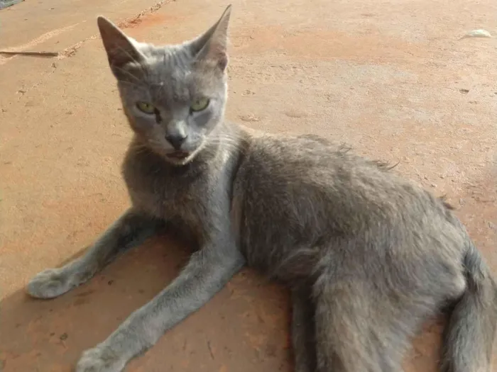 Gato ra a SRD-ViraLata idade 1 ano nome Gatinho