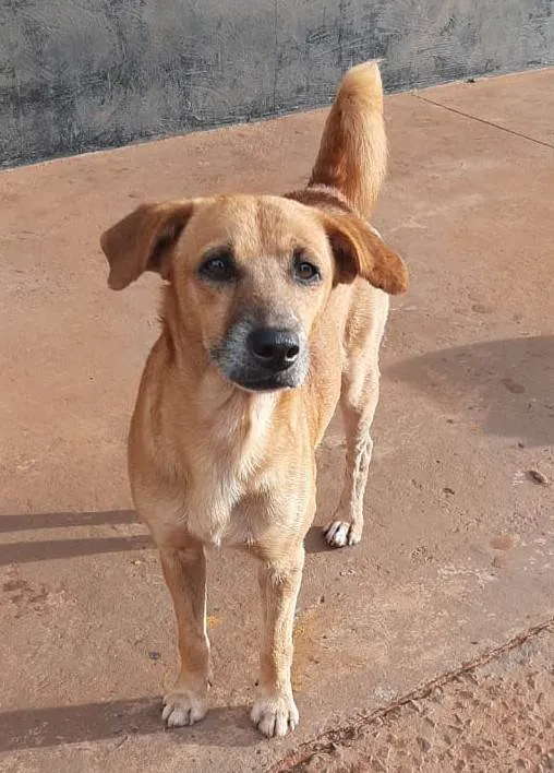 Cachorro ra a SRD-ViraLata idade 4 anos nome Caramelo