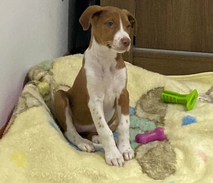 Cachorro ra a SRD-ViraLata idade 2 a 6 meses nome Sansa