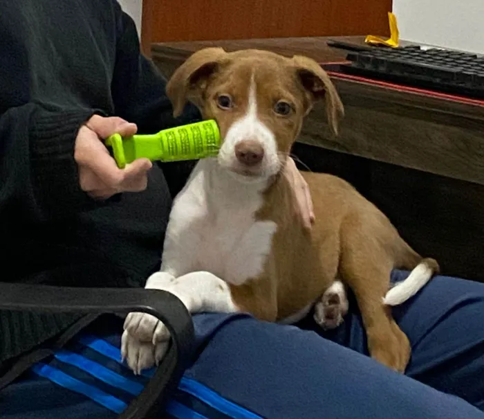 Cachorro ra a SRD-ViraLata idade 2 a 6 meses nome Sansa