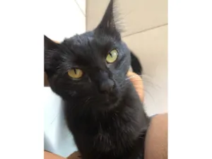 Gato raça SRD idade 7 a 11 meses nome Gamora