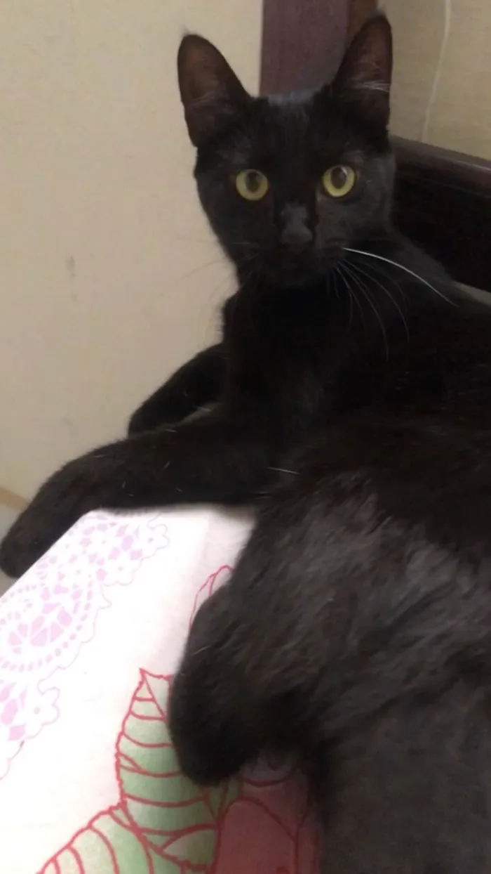 Gato raça SRD idade 7 a 11 meses nome Gamora