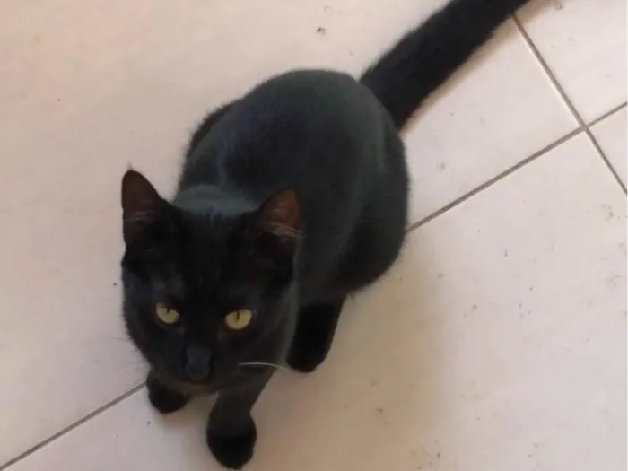 Gato raça SRD idade 7 a 11 meses nome Gamora