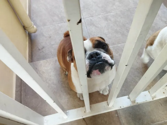 Cachorro raça Bulldog inglês  idade 2 a 6 meses nome Léo 