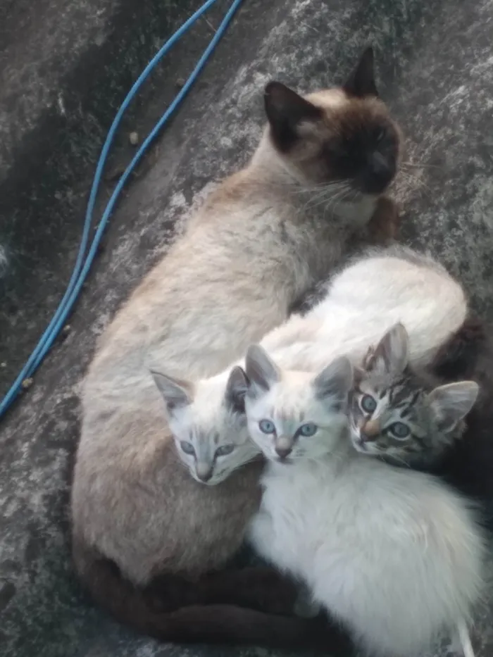 Gato ra a  idade Abaixo de 2 meses nome Não possui