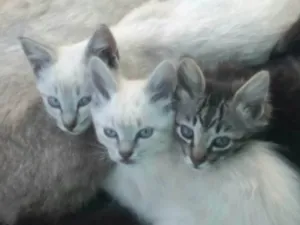 Gato raça  idade Abaixo de 2 meses nome Não possui