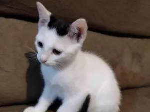 Gato raça SRD-ViraLata idade 2 a 6 meses nome JURUNA