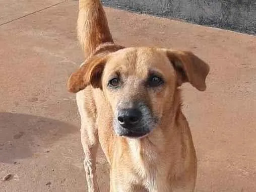 Cachorro ra a SRD-ViraLata idade 4 anos nome Caramelo