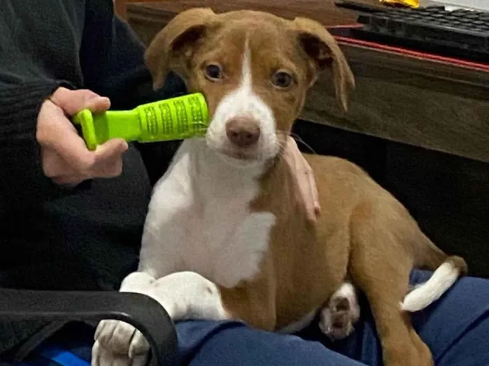 Cachorro ra a SRD-ViraLata idade 2 a 6 meses nome Sansa