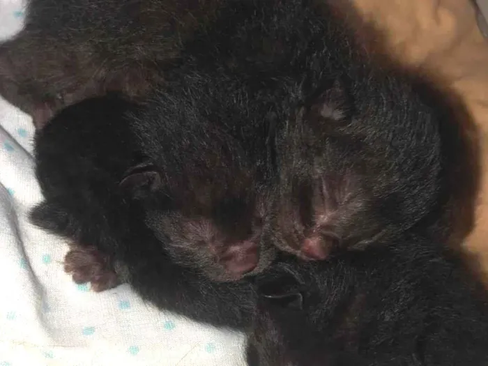 Gato raça SRD idade Abaixo de 2 meses nome Ainda sem nomes