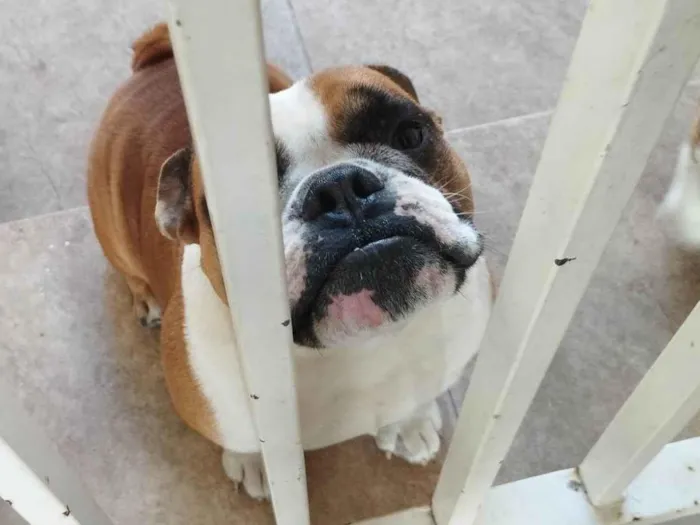 Cachorro raça Bulldog inglês  idade 2 a 6 meses nome Léo 