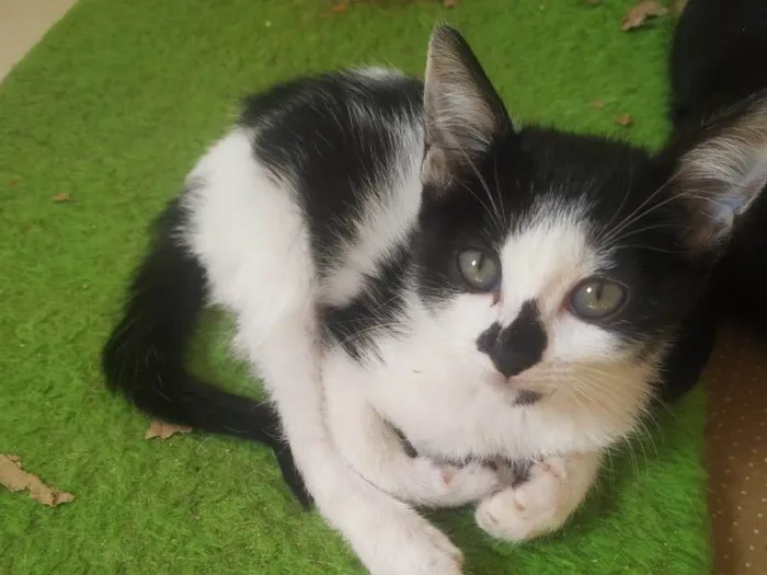 Gato raça Srd idade 2 a 6 meses nome Pituca e Juquinha!