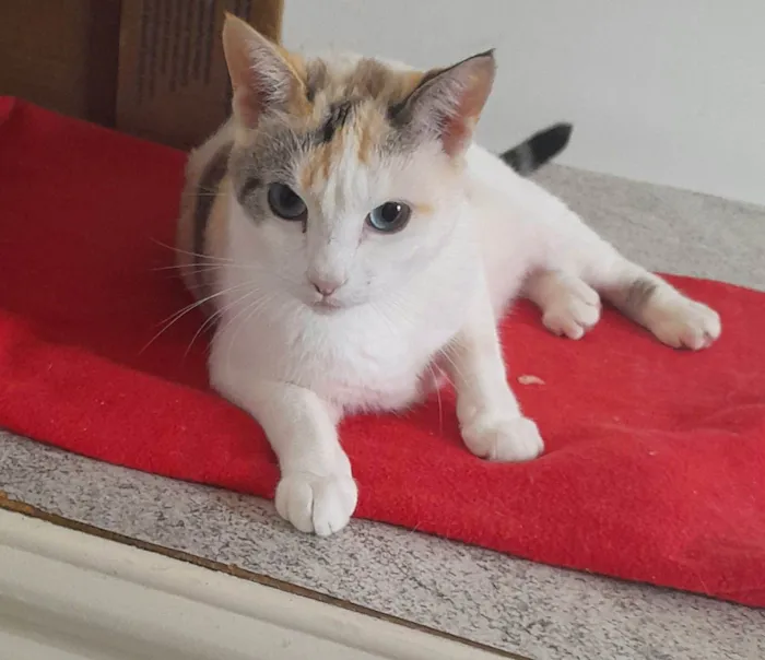 Gato raça Srd idade 1 ano nome Poca 