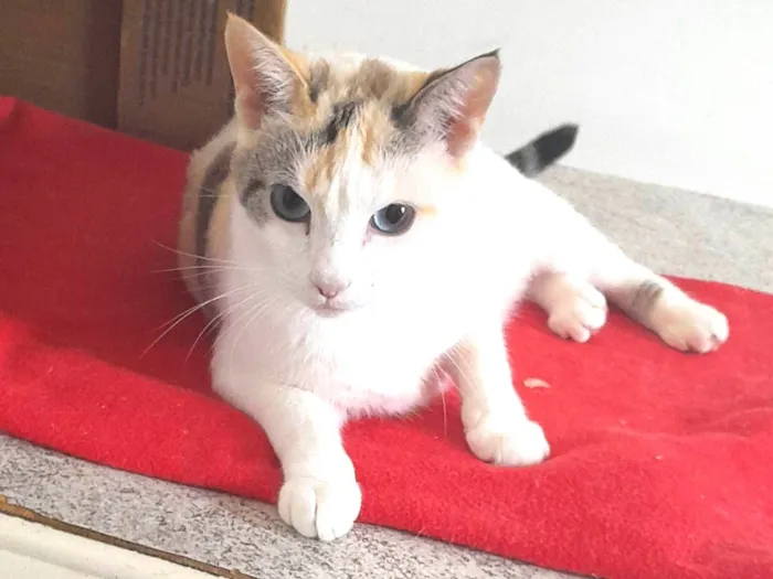 Gato raça Srd idade 1 ano nome Poca 