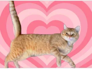 Gato raça SRD-ViraLata idade 1 ano nome Haru 1aninho lindo e muito bonzinho 