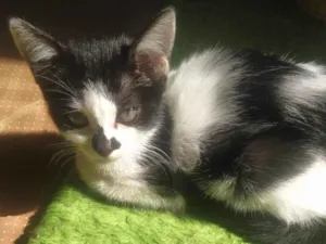 Gato raça Srd idade 2 a 6 meses nome Pituca e Juquinha!