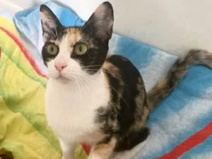 Gato raça Srd idade 7 a 11 meses nome Beatriz