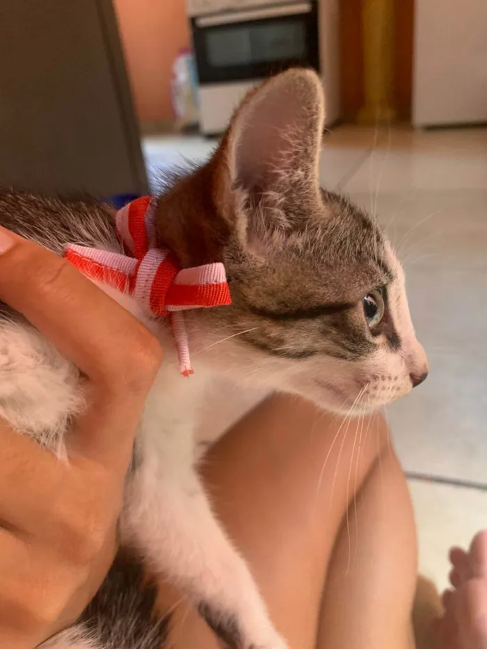 Gato raça SRD-ViraLata idade 2 a 6 meses nome Melina