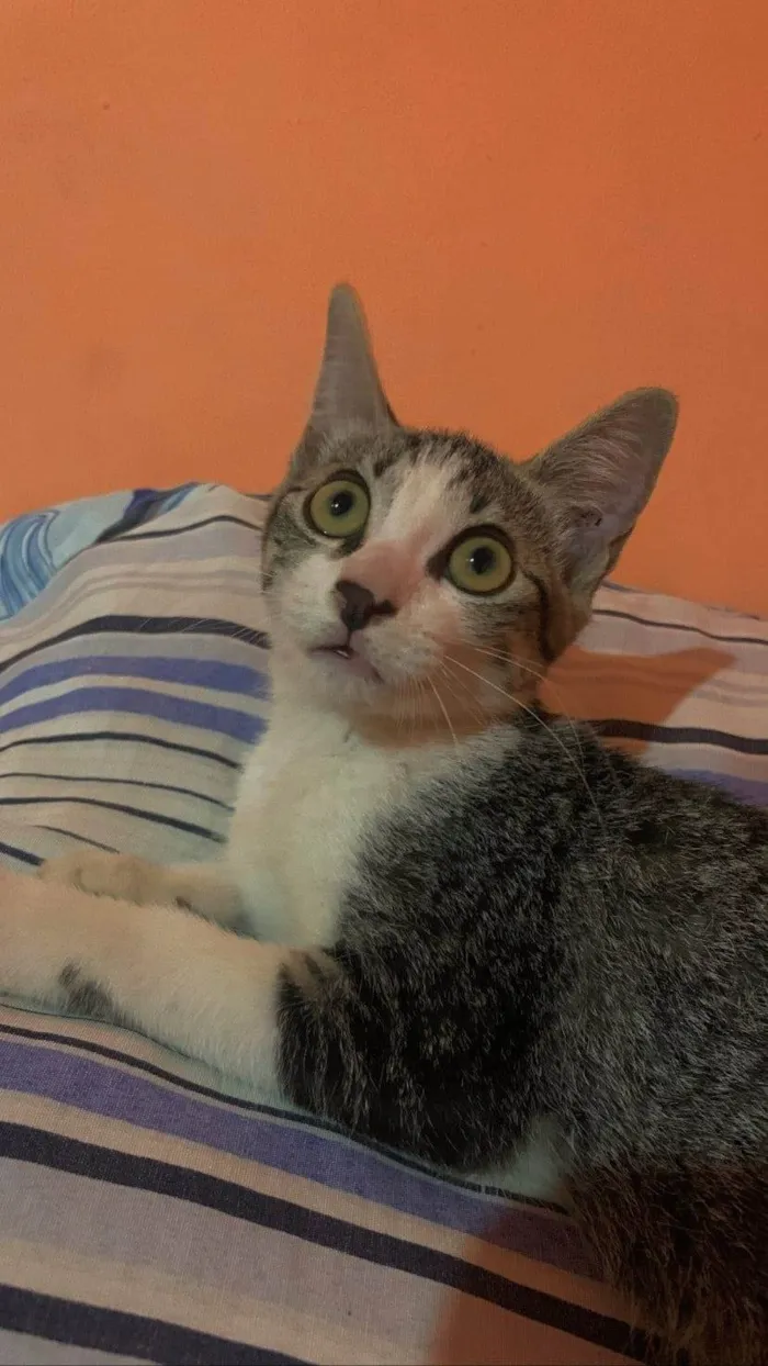 Gato raça SRD-ViraLata idade 2 a 6 meses nome Melina