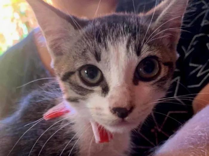 Gato raça SRD-ViraLata idade 2 a 6 meses nome Melina