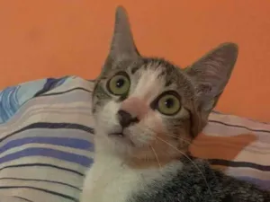 Gato raça SRD-ViraLata idade 2 a 6 meses nome Melina