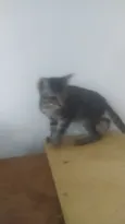 Gatinho Rajado LIIINDO!!! Muito ESPERTO! !!