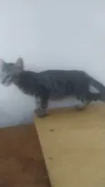 Gatinho Rajado LIIINDO!!! Muito ESPERTO! !!