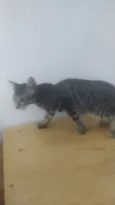 Gatinho Rajado LIIINDO!!! Muito ESPERTO! !!