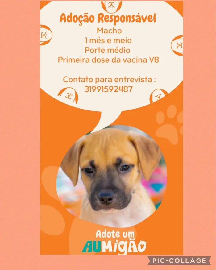 Cachorro raça SRD-ViraLata idade 2 a 6 meses nome Faisca